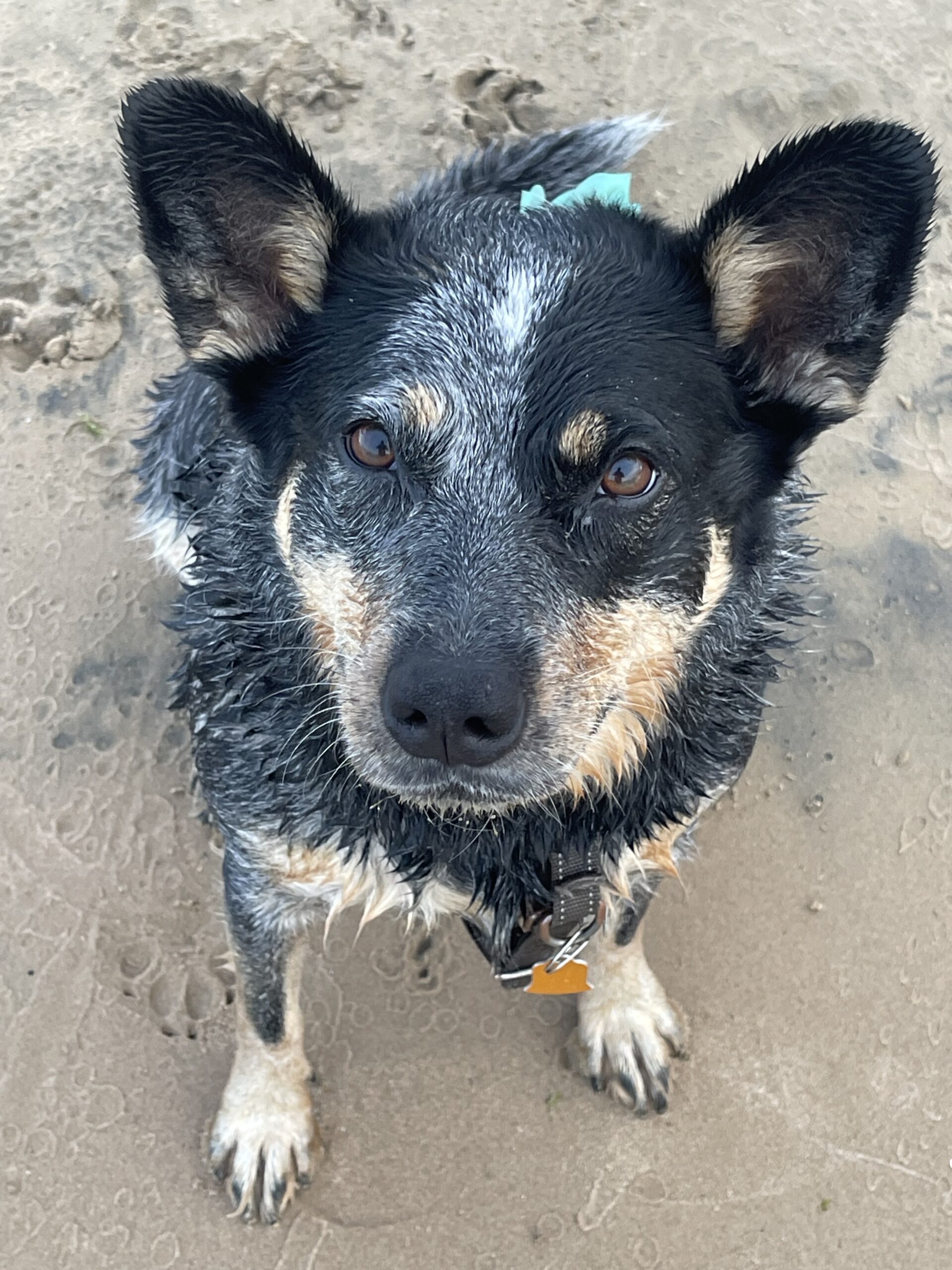 Nova, the Australian Cattle Dog